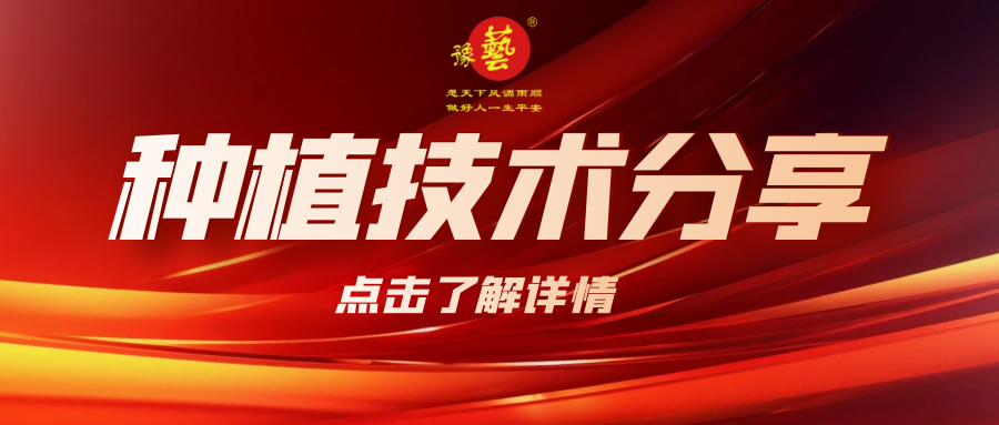 要想種出精品率高的胡蘿卜，這7點要注意！