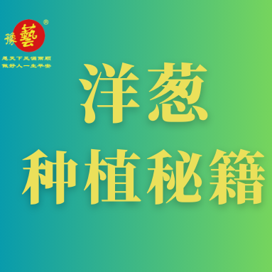 洋蔥種植秘籍：掌握這八點，種出優(yōu)質(zhì)洋蔥！